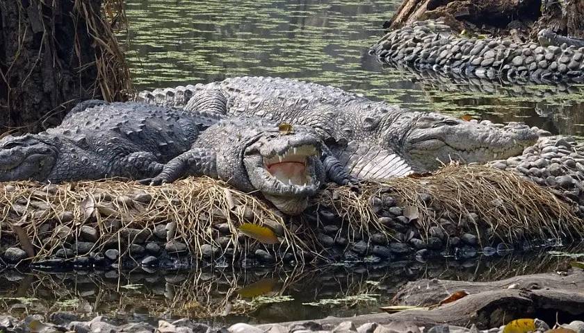 Crocodile Sighting During Safari