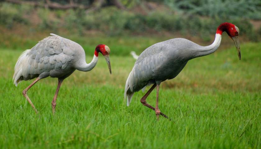 10 Best Bird-Watching Destinations in India: A Paradise for Nature Enthusiasts