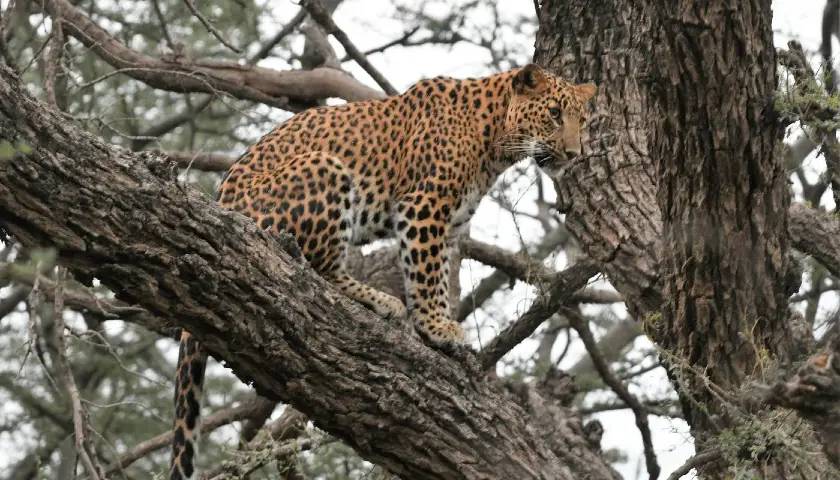 Jaipur Tour with Jhalana Leopard Safari