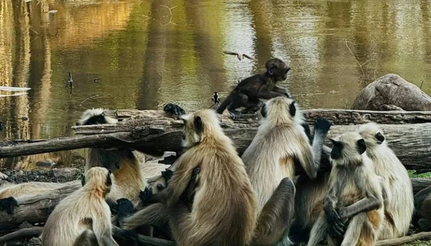 Langoor Monkey, Ranthambore