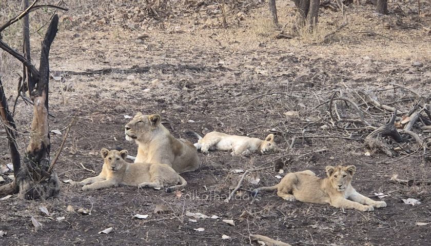 Trip to the Finest Five National Parks of India - 20 Day Tour from Mumbai