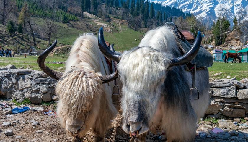 Mountain Yaks at Sissu Village in Himachal Pradesh