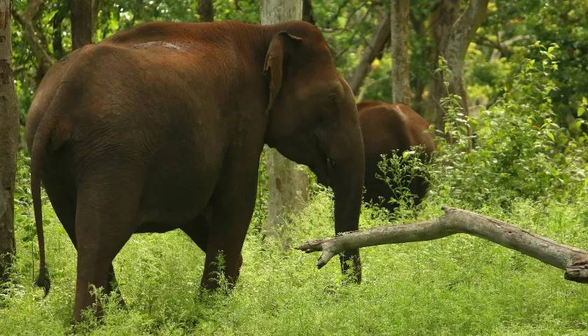 Mudumalai National Park