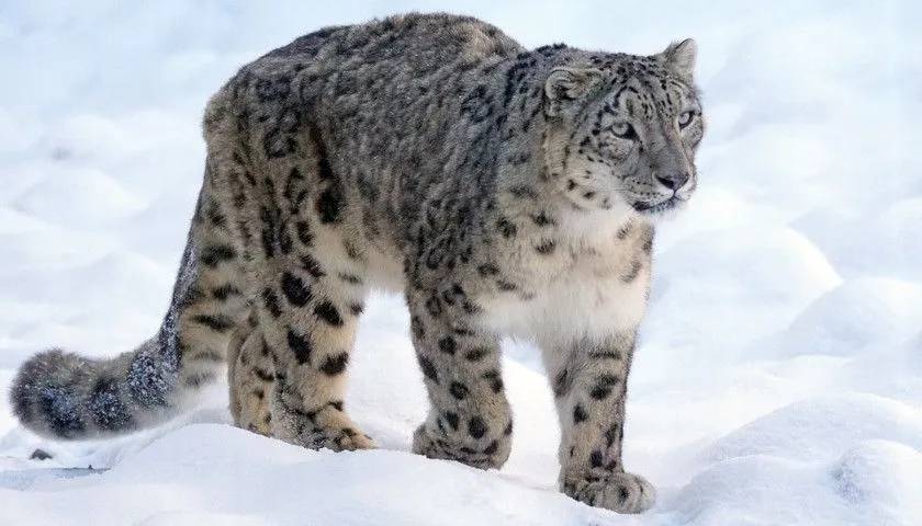 snow-leopard-trekking