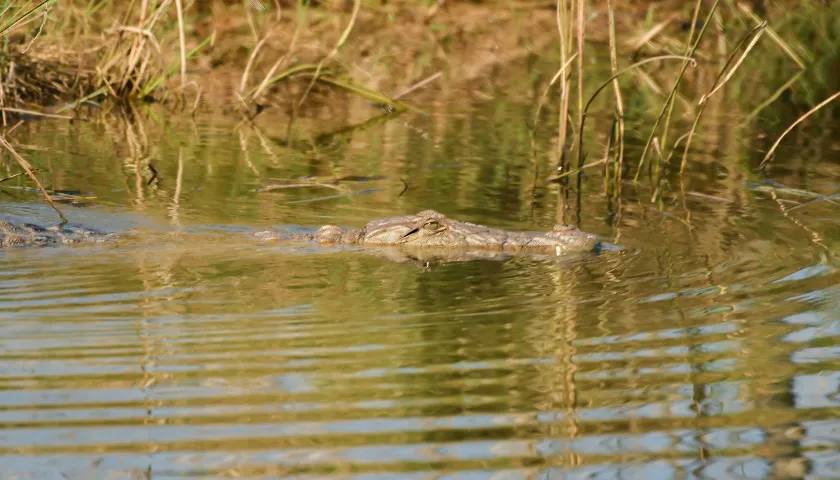Sundarban Tour for 3 Days - 3 Day Tour from Kolkata