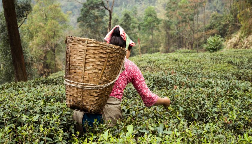 Tea Plantation Darjeeling