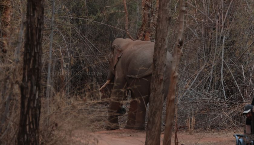 The Moment We Outsmarted the Tusker and Moved On