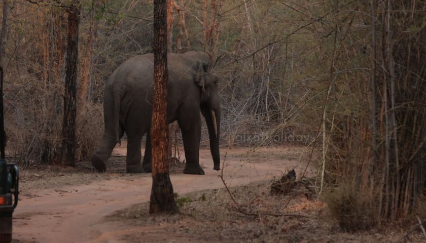 A Giant Tusker That Made Our Bandhavgarh Safari Exceptional
