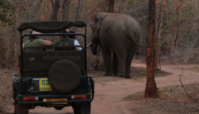 A Giant Tusker Blocking Our Safari Route in Bandhavgarh National Park