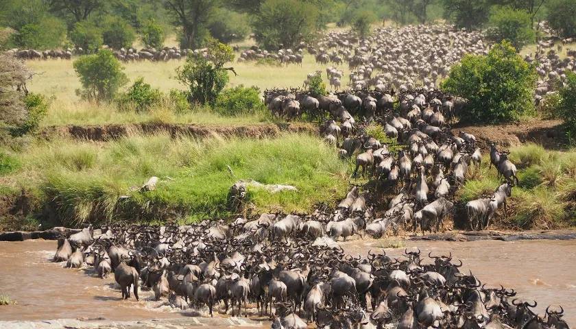 the-great-migration-tanzania