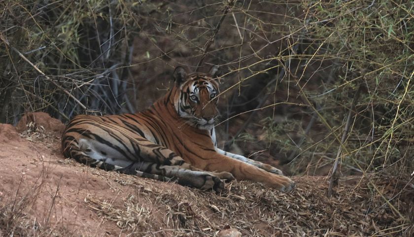 A Relaxing Tigress During Our Bandhavgarh National Park Safari