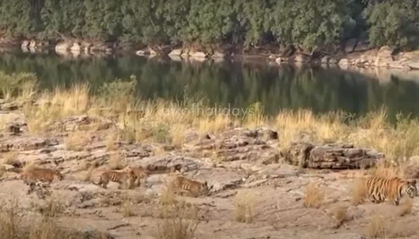 Tiger family strolling nearby Ken River, Panna National Park