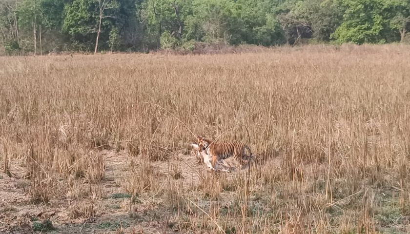 Taj Tigers and The Pink City Tour of India - 12 Day Tour from New Delhi
