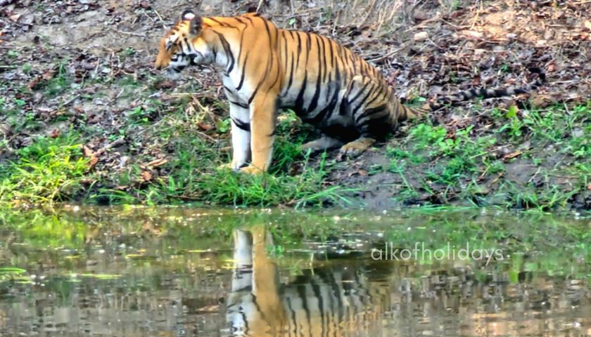 Central India Tiger Trails with Indian Marvels