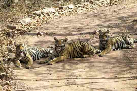 Ranthambore national park & tiger reserve