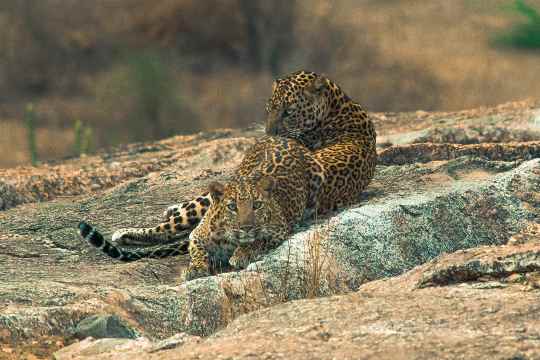 Jawai Leopards Hills safari