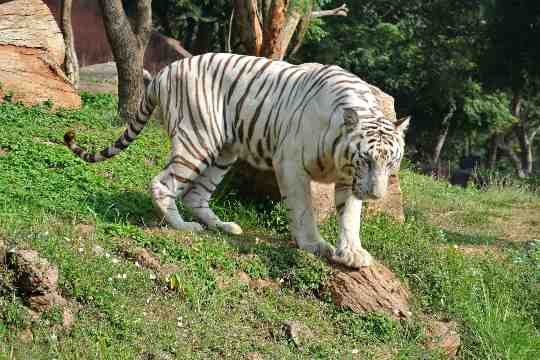 Gwalior Zoo