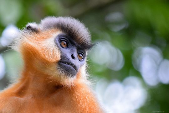 Hollongapar Gibbon Wildlife Sanctuary