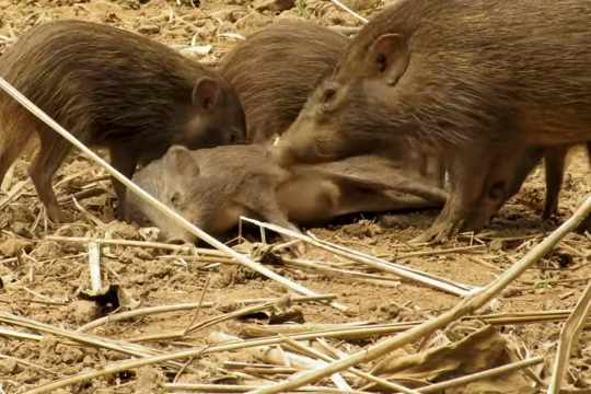 Pigmyhog Conservation & Breading Center