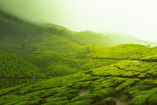 Tea Gardens in Munnar