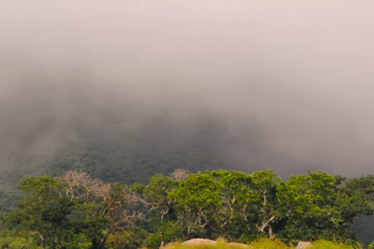Biligiriranga Hills