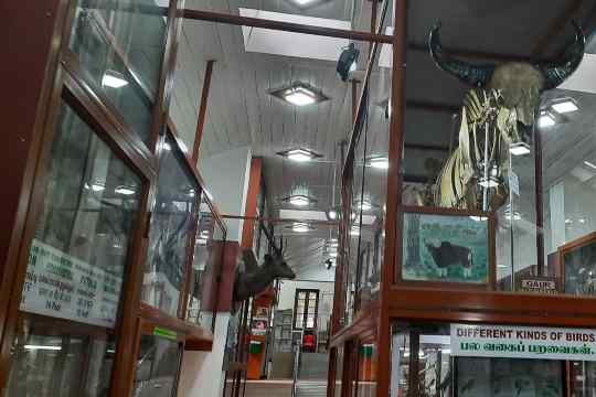 Shembaganur Museum Of Natural History