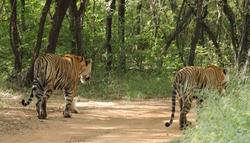 Top 15 Wildlife Sanctuaries in India in 2022 - Alkof Holidays
