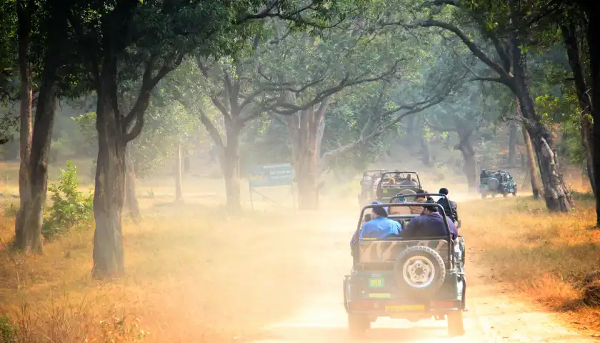 Discovering the Best: Comparing Bandhavgarh and Ranthambore National Park for Tiger Sightings