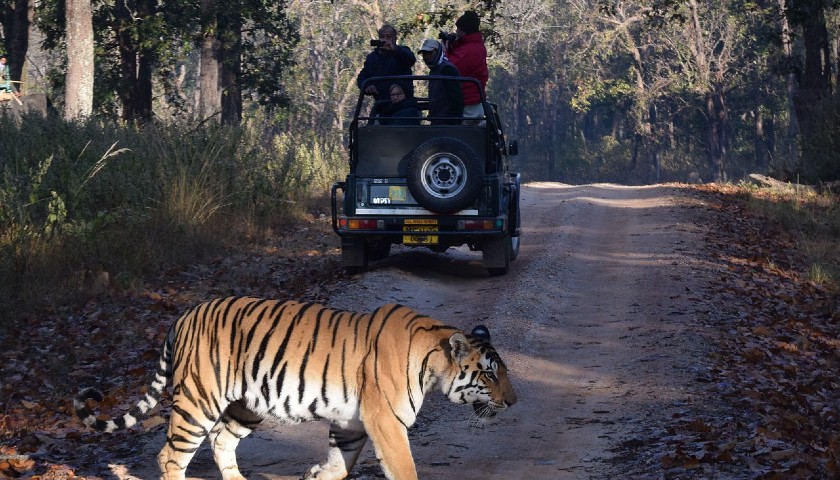 Top 5 national parks in Madhya Pradesh for tiger sightings