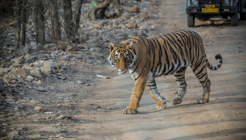 10 Best Tiger Reserves in India