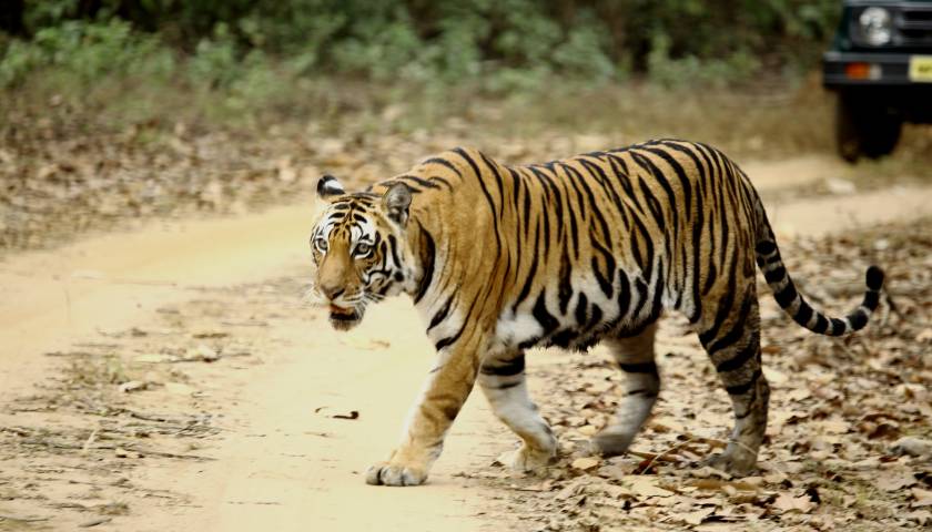 Bandhavgarh vs Kanha National Park: Which is better for Tiger Sightings